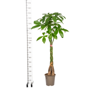 Kamerplant Pachira sterk luchtzuiverend ca 130 cm hoog