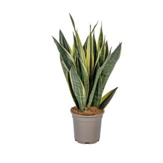 VrouwenTong, Slangenplant,  Zwaardachtig Donkergroen BladSlangenplant, Schoonmoederstong, Zwaardvormig Donkergroen Blad met Goudgele Rand, Sansevieria Trifasciata Canary Ø17cm - ↕50-55cm