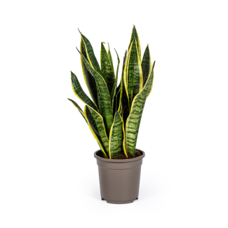 VrouwenTong, Slangenplant,  Zwaardachtig Donkergroen BladSlangenplant, Schoonmoederstong, Zwaardvormig Donkergroen Blad met strepen, Sansevieria Trifasciata Futura Superba Ø17cm - ↕50-55cm