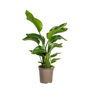 Witte Paradijsvogelplant, Tropische Sferen, Groene Kamerplant, Strelitzia Nicolai Ø21cm - ↕ 65-70 cm