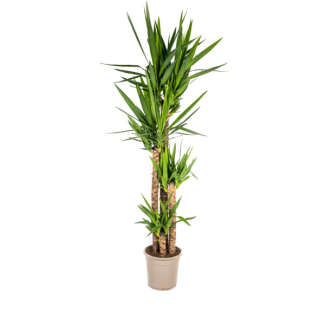 Palmlelie, Onderhoudsvriendelijke Groene Plant, Tropische Sferen, Yucca Elephantipes Ø27cm - ↕150-160cm