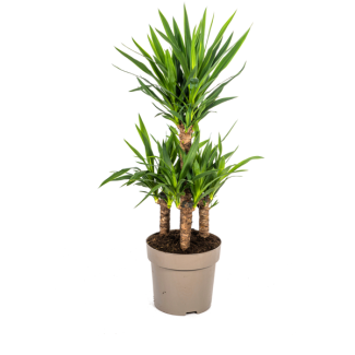 Palmlelie, Onderhoudsvriendelijke Groene Plant, Tropische Sferen, Yucca Elephantipes Ø30cm - ↕90-100cm