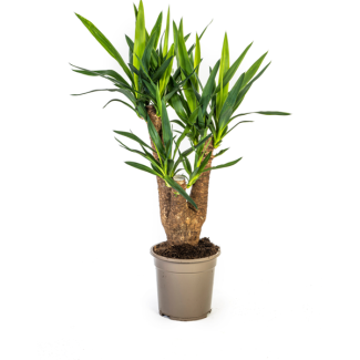 Palmlelie, Onderhoudsvriendelijke Groene Plant, Tropische Sferen, Yucca Elephantipes Ø21cm - ↕60-65cm