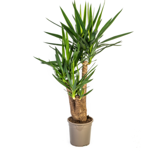 Palmlelie, Onderhoudsvriendelijke Groene Plant, Tropische Sferen, Yucca Elephantipes Ø24cm - ↕90-100cm