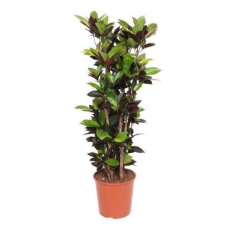 Wonderstruik / Codiaum Iceton - 140cm - Bonte, Luchtzuiverende Kamerplant ⌀ 27 cm