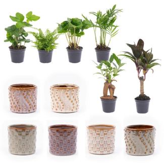 Set van 6 Mini planten  Inclusief pot set Barcelona Ø7cm - ↕15cm  Hoog