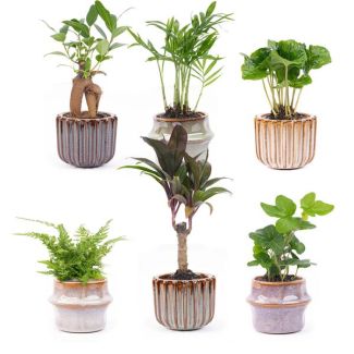 Set van 6 Mini planten  Inclusief pot set Barcelona Ø7cm - ↕15cm  Hoog