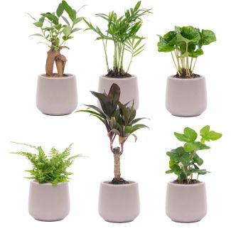Set van 6 Mini-plantjes in pot Joey grijs Ø7cm - ↕15cm  Hoog