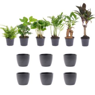 Set van 6 Mini planten  Inclusief pot set Boule Antraciet  Ø7cm - ↕15cm  Hoog