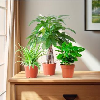 De Diervriendelijke Plantenbox, bevat 3 niet-giftige kamerplanten,  verschillen in bladkleur, vorm en hoogte,Potmaat 12 cm, Hoogte varieert van 20 tot 35cm