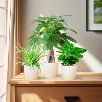 De Diervriendelijke Plantenbox, bevat 3 niet-giftige kamerplanten,  verschillen in bladkleur, vorm en hoogte,Potmaat 12 cm, Hoogte varieert van 20 tot 35cm