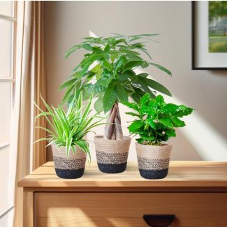 De Diervriendelijke Plantenbox, bevat 3 niet-giftige kamerplanten,  verschillen in bladkleur, vorm en hoogte,Potmaat 12 cm, Hoogte varieert van 20 tot 35cm