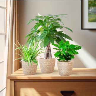 De Diervriendelijke Plantenbox, bevat 3 niet-giftige kamerplanten,  verschillen in bladkleur, vorm en hoogte,Potmaat 12 cm, Hoogte varieert van 20 tot 35cm
