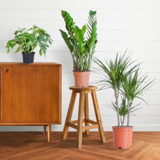 De Schaduw Plantenbox bevat 3 Sterke Planten, Potmaat 12 tot 21cm, Hoogte varieert van 25 tot 90cm