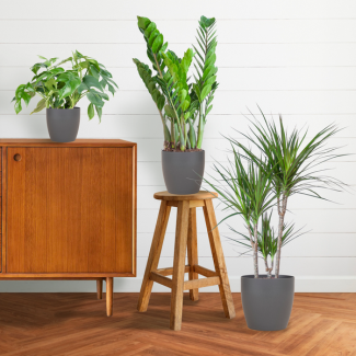 De Schaduw Plantenbox bevat 3 Sterke Planten, Potmaat 12 tot 21cm, Hoogte varieert van 25 tot 90cm