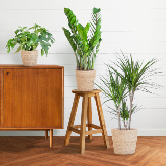 De Schaduw Plantenbox bevat 3 Sterke Planten, Potmaat 12 tot 21cm, Hoogte varieert van 25 tot 90cm