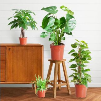 De Makkelijke Plantenbox bevat 4 Sterke Planten, Potmaat 12 tot 21cm, Hoogte varieert van 25 tot 80cm