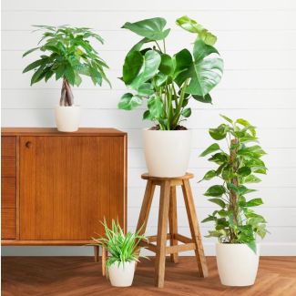 De Makkelijke Plantenbox bevat 4 Sterke Planten, Potmaat 12 tot 21cm, Hoogte varieert van 25 tot 80cm