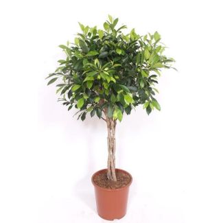 Kamervijg met gevlochten stam (Ficus Nitida) - ca. 100 cm hoog ⌀27 cm