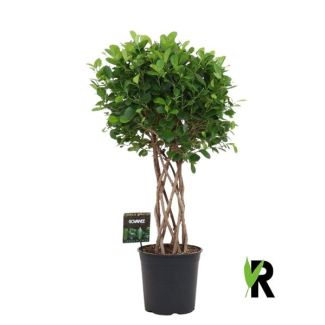 Ficus Moclame - Kamerplant met opvallende gevlochten cilinder stam - 120 cm