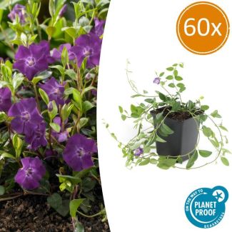 60 x kleine maagdenpalm (Vinca minor Atropurpurea), krachtige bodemdekker met paarse bloemen