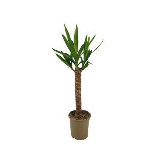 Yucca Elephantipes Ø17cm - ↕60 - 80cm