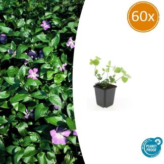 60 stuks Grote Maagdenpalm, Paarse Bloemen, Groenblijvende Bodembedekker, Vinca major - ↕10-25cm - Ø9cm