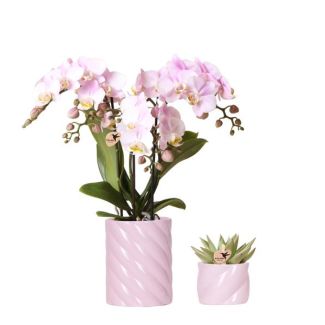 Kado Tip,  Roze Phalaenopsis Orchidee Portugal en Succulent incl. keramieken sierpotten, Potmaat Ø9cm