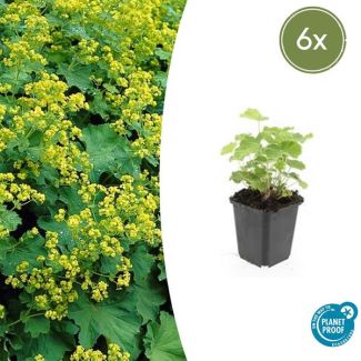6 Stuks Vrouwenmantel, Geelgroene Bloemen, Bodembedekker, Alchemilla mollis - ↕10-25cm - Ø9cm