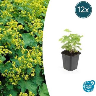 12 Stuks Vrouwenmantel, Geelgroene Bloemen, Bodembedekker, Alchemilla mollis - ↕10-25cm - Ø9cm