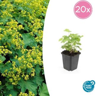 20 Stuks Vrouwenmantel, Geelgroene Bloemen, Bodembedekker, Alchemilla mollis - ↕10-25cm - Ø9cm