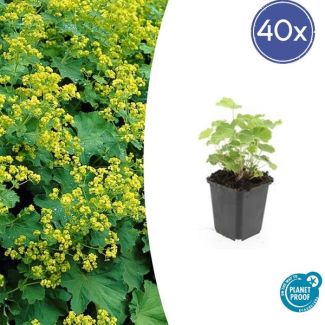 40 Stuks Vrouwenmantel, Geelgroene Bloemen, Bodembedekker, Alchemilla mollis - ↕10-25cm - Ø9cm