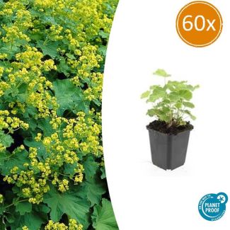 60 Stuks Vrouwenmantel, Geelgroene Bloemen, Bodembedekker, Alchemilla mollis - ↕10-25cm - Ø9cm