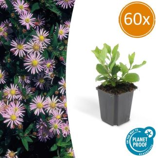60 Stuks HerfstAster, Vaste Plant, Borderplant, Lichtblauwe Bloemen, Aster ageratoides  Asran  - ↕10-25cm - Ø9cm