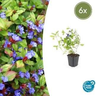 6 Stuks Loodkruid, Bodembedekker, Blauw/Paarse Bloemen,rood tot bronskleurig Blad in de Herfst, x Ceratostigma plumbaginoides  - ↕10-25cm - Ø9cm