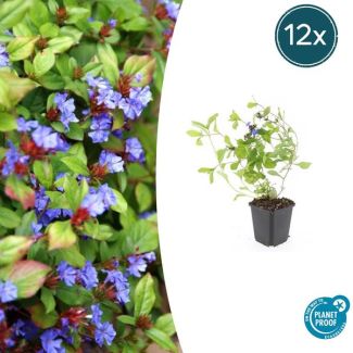 12 Stuks Loodkruid, Bodembedekker, Blauw/Paarse Bloemen,rood tot bronskleurig Blad in de Herfst, x Ceratostigma plumbaginoides  - ↕10-25cm - Ø9cm
