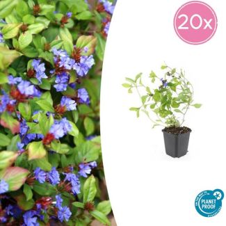 20 Stuks Loodkruid, Bodembedekker, Blauw/Paarse Bloemen,rood tot bronskleurig Blad in de Herfst, x Ceratostigma plumbaginoides  - ↕10-25cm - Ø9cm