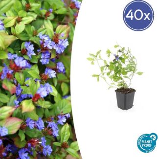 40 Stuks Loodkruid, Bodembedekker, Blauw/Paarse Bloemen,rood tot bronskleurig Blad in de Herfst, x Ceratostigma plumbaginoides  - ↕10-25cm - Ø9cm