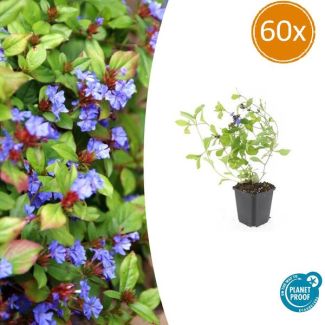 60 Stuks Loodkruid, Bodembedekker, Blauw/Paarse Bloemen,rood tot bronskleurig Blad in de Herfst, x Ceratostigma plumbaginoides  - ↕10-25cm - Ø9cm
