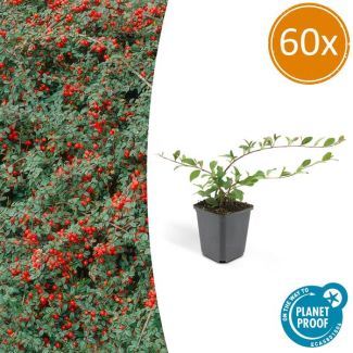 60x Dwergmispel 'Major' Cotoneaster dammeri  ↕25cm - Ø9cm sterke  winterharde bodembedekker