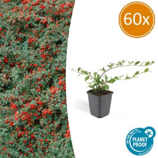 60 Stuk Dwergmispels, Veelzijdige Bodembedekker, Witte Bloementjes, Oranje/Rode Besjes in het Najaar,Cotoneaster dammeri - ↕10-25cm - Ø9cm