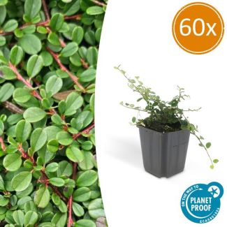 60 Stuk Dwergmispels, Veelzijdige Bodembedekker, Witte Bloementjes, Oranje/Rode Besjes in het Najaar,Cotoneaster pr.  Streib s Findling  - ↕10-25cm - Ø9cm