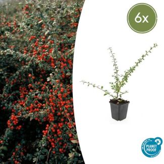 6 Stuk Dwergmispels, Veelzijdige Bodembedekker, Witte Bloementjes, Oranje/Rode Besjes in het Najaar,Cotoneaster suec.  Coral Beauty  - ↕10-25cm - Ø9cm