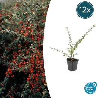 12 Stuk Dwergmispels, Veelzijdige Bodembedekker, Witte Bloementjes, Oranje/Rode Besjes in het Najaar,Cotoneaster suec.  Coral Beauty  - ↕10-25cm - Ø9cm