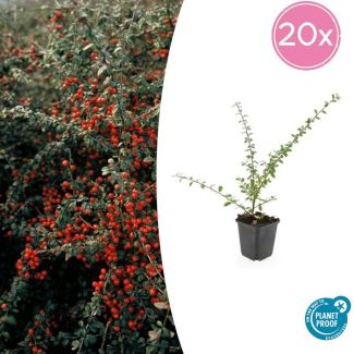 20 Stuk Dwergmispels, Veelzijdige Bodembedekker, Witte Bloementjes, Oranje/Rode Besjes in het Najaar,Cotoneaster suec.  Coral Beauty  - ↕10-25cm - Ø9cm