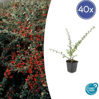 40 Stuk Dwergmispels, Veelzijdige Bodembedekker, Witte Bloementjes, Oranje/Rode Besjes in het Najaar,Cotoneaster suec.  Coral Beauty  - ↕10-25cm - Ø9cm