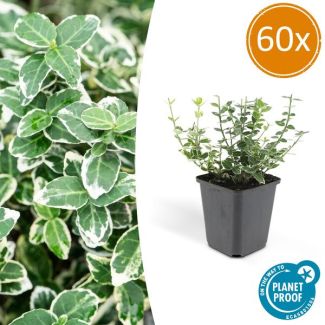 60 Stuks Kardinaalmuts, Groen Blad met een Creme Rand, Euonymus  Emerald  n Gaity  - ↕10-25cm - Ø9cm