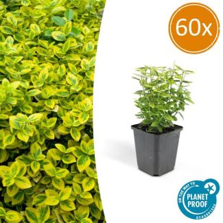 60 Stuks Kardinaalmuts, Groen Blad met een Gele Rand, Euonymus  Emerald  n Gold  - ↕10-25cm - Ø9cm