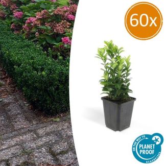 60x Japanse kardinaalsmuts,Groenblijvende Plant, Ideale Haag plant , Euonymus jap. Green Spire - ↕10-25cm - Ø9cm