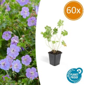 60 Stuks Ooievaarsbek, Lilakleurige Bloemen van mei tot ver in het najaar! Geranium Rozanne - ↕10-25cm - Ø9cm
